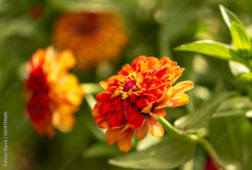 Orange flower on nature as a background