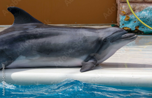 Dolphin portrait over the water