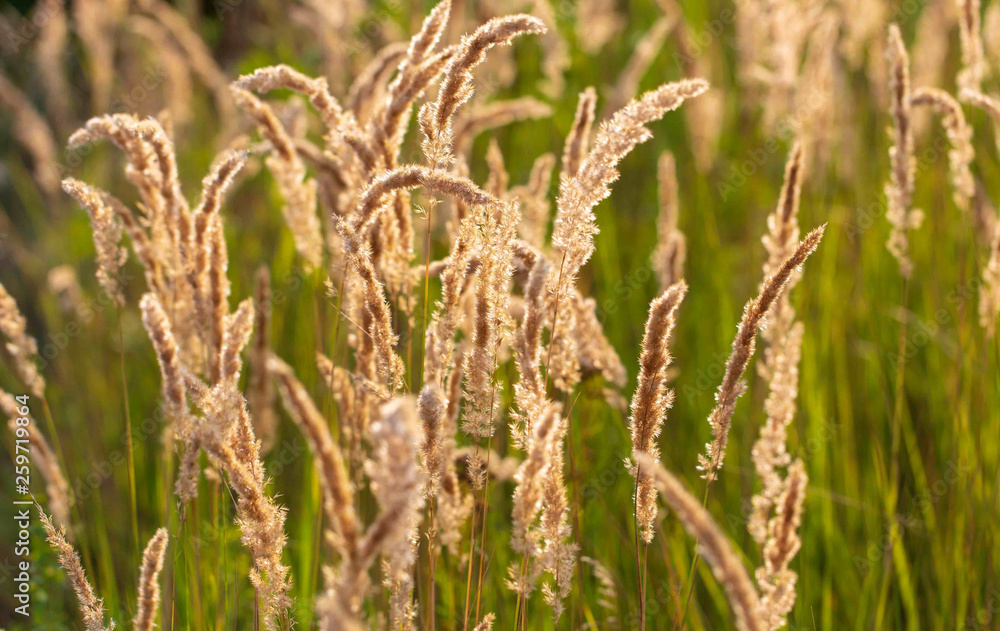 Spikes on the grass in nature as a background Spikes on the grass in nature as a background