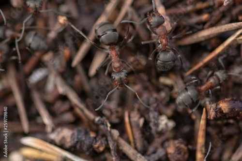 Common Wood Ants, Formica aquilonia, seen from above a nest while colony is active during spring in a scottish pine forest. © Paul