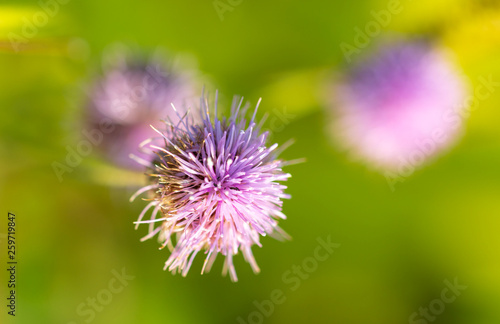 Purple flower grows in nature