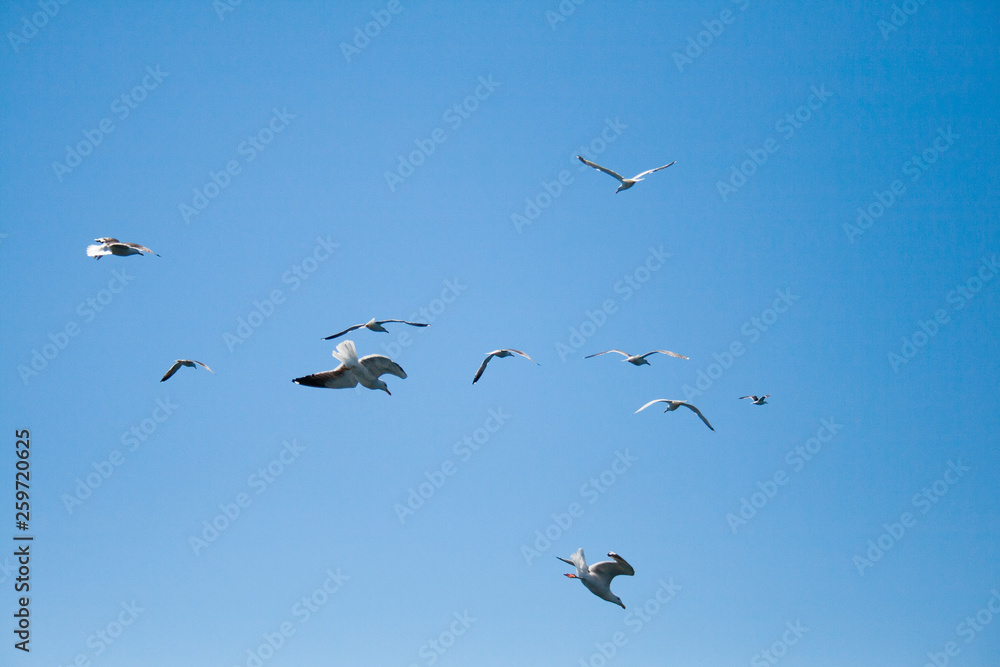seagulls seagulls