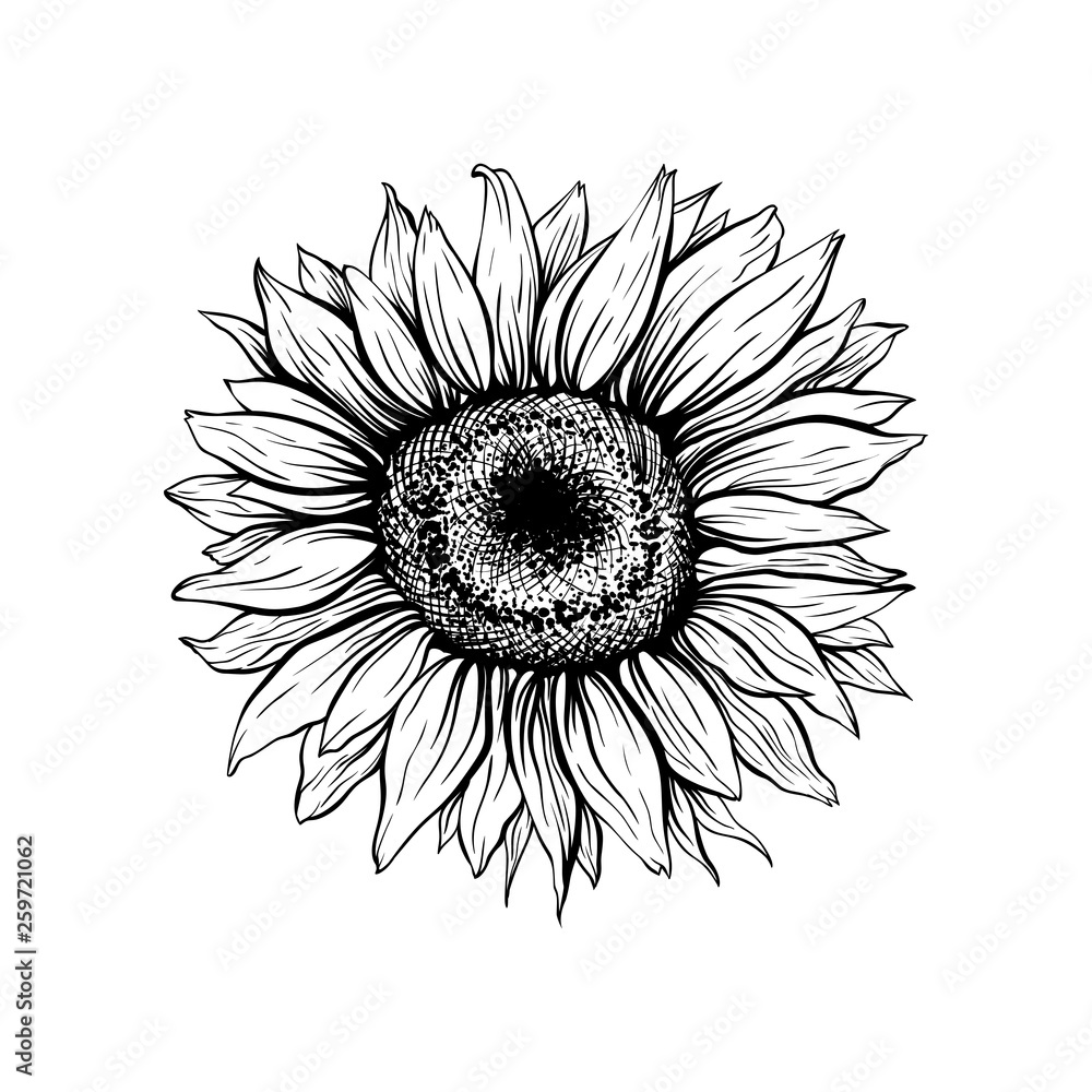 Sunflower hand drawn vector illustration. Floral ink pen sketch. Black