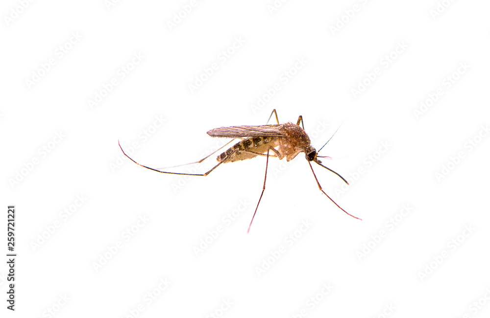 Mosquito isolated on white background Mosquito isolated on white background