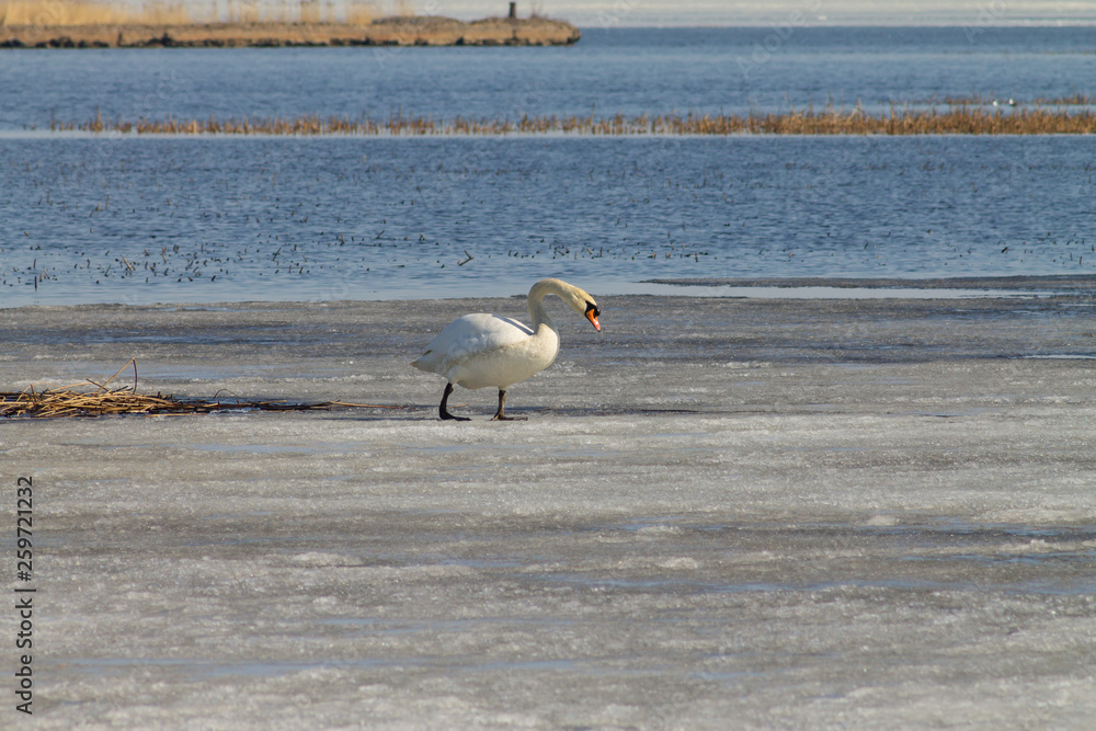 Obraz premium A beautiful white Swan swims in the lake, partially covered with ice on a Sunny spring day.