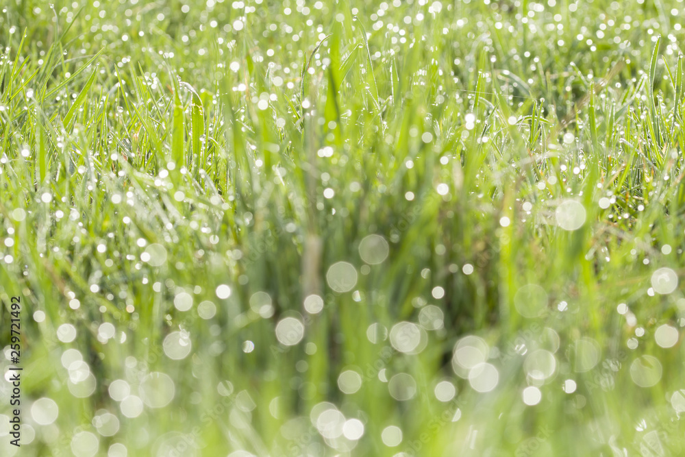 Rice field and dew drops in sunshine,Nature background.
