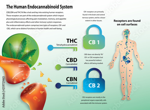 the human endocannabinoid system,effect on body,vector infographic on white background.