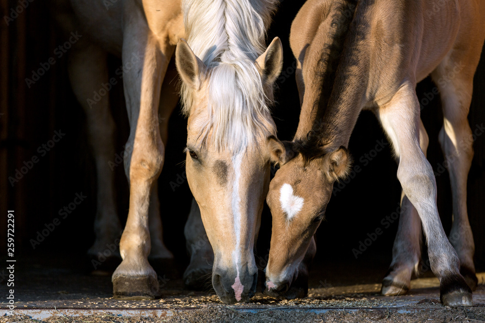 Obraz premium Mare with a foal on the black background
