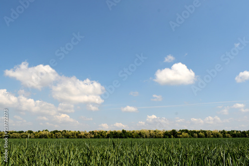 field of sprouted wheat under a blue sky