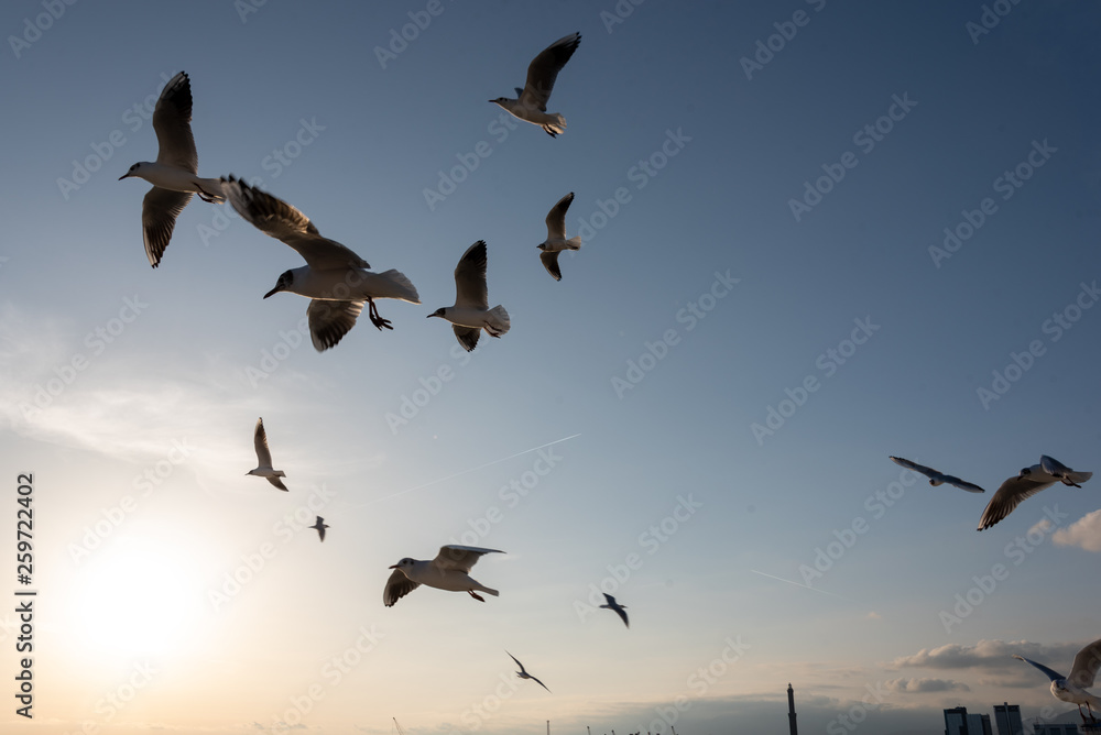 Naklejka seagulls flying in the Mediterranean sea with background of sky and clouds