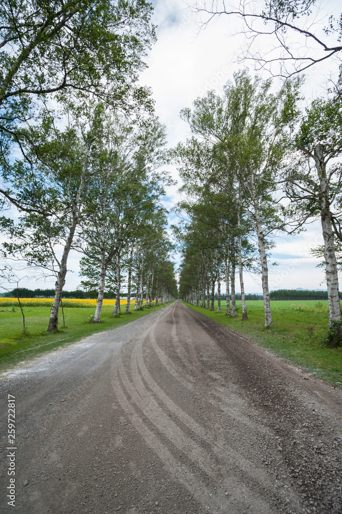 Fototapeta premium 十勝牧場白樺並木
