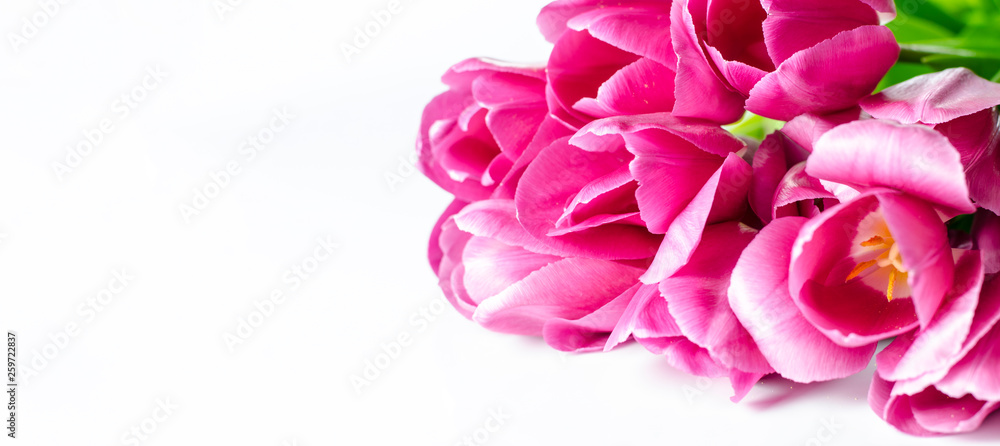 Pink tulip flowers corners isolated on white background