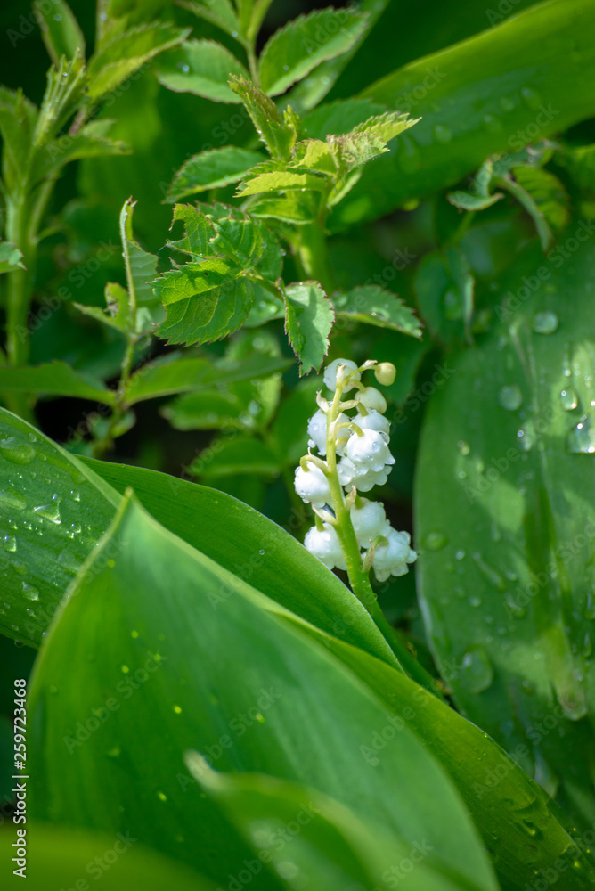 Lily of the valley flower in spring garden Lily of the valley flower in spring garden