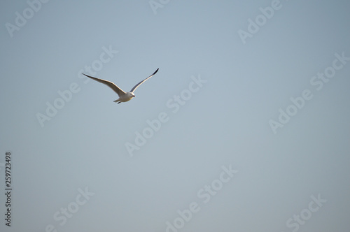 Close-up of a Beautiful Seagull  Nature  Seascape  Sicily  Italy  Europe