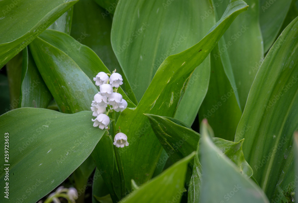 Fototapeta premium Lily of the valley flower in spring garden