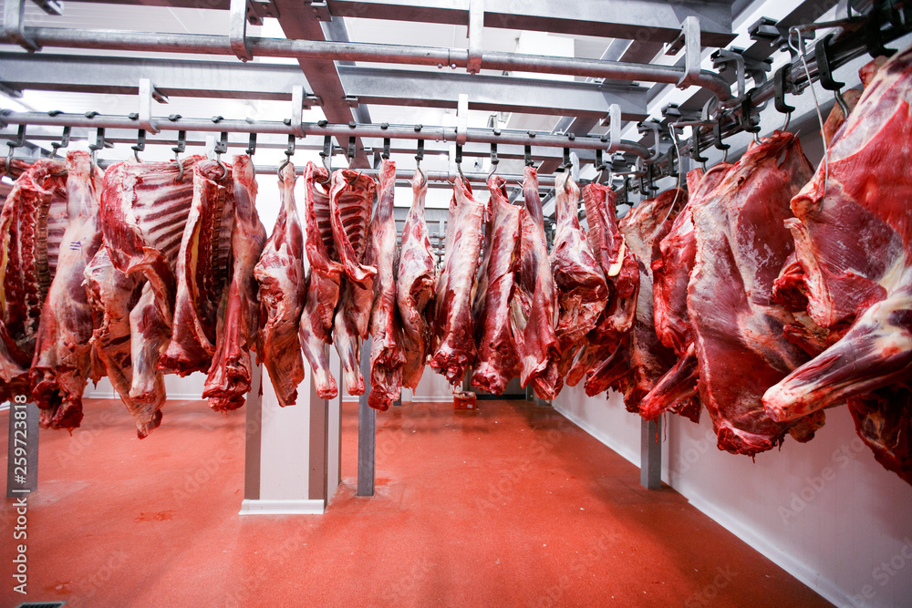 Image of a half beef chunks fresh hung and arranged in a row in a large fridge in the fridge meat industry.