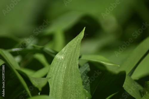 Bärlauch (Allium ursinum) im Wald