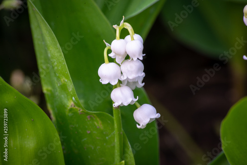 Lily of the valley flower in spring garden