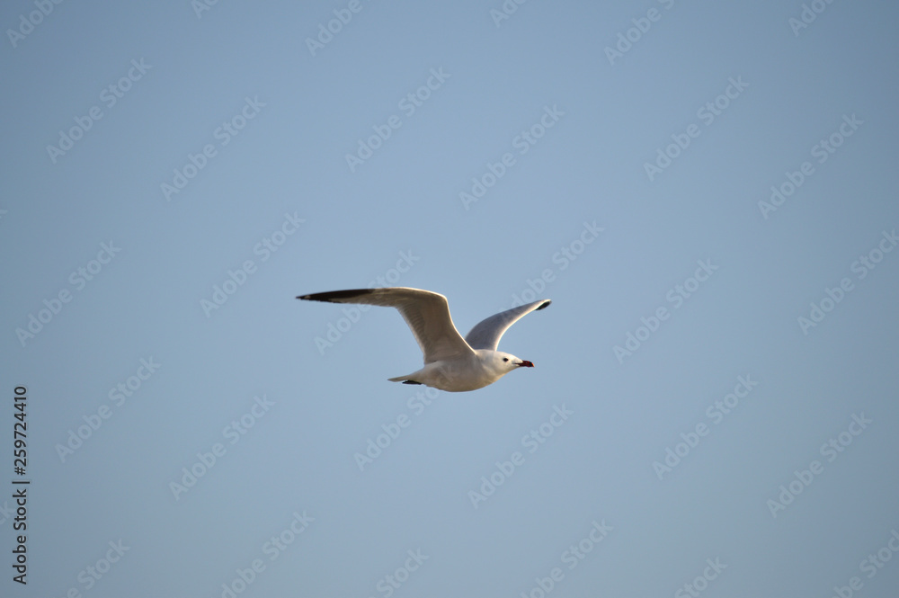 Close-up of a Beautiful Seagull, Nature, Seascape, Sicily, Italy, Europe Close-up of a Beautiful Seagull, Nature, Seascape, Sicily, Italy, Europe