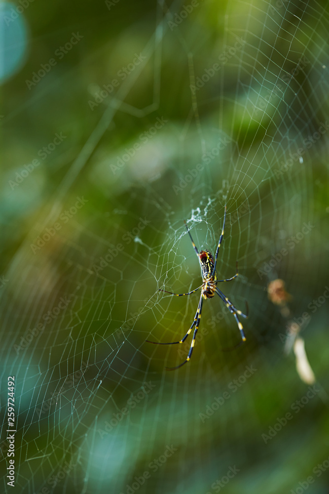 Obraz premium spider on web