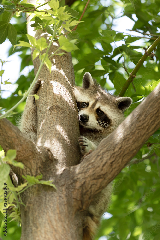 Obraz premium American Raccoon