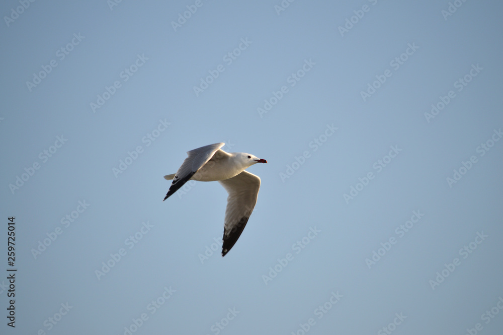 Fototapeta premium Close-up of a Beautiful Seagull, Nature, Seascape, Sicily, Italy, Europe