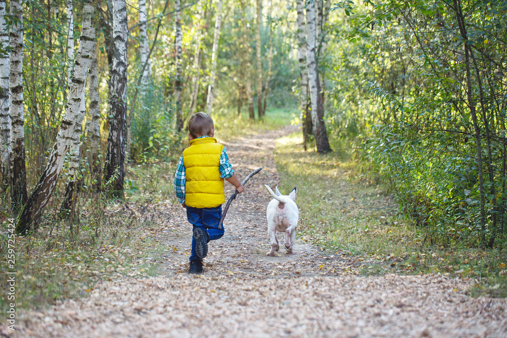 A boy and a white English bull terrier A boy and a white English bull terrier