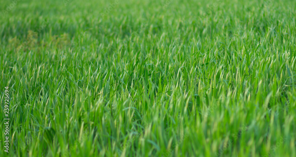 green grass in the field green grass in the field