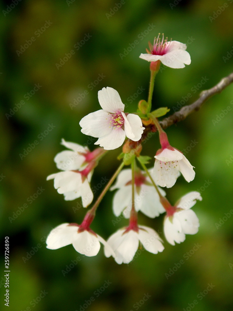 梢に咲く桜の花