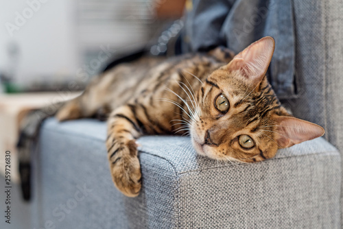 Bengal cat lies on the sofa