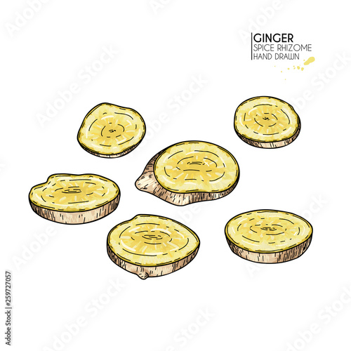 Hand drawn sliced ginger root. Vector colored engraved illustration. Spicy rhizhome vegetable. Food ingredient, aromatherapy, cooking. Cosmetic package design, medicinal herb, treating, healthcare.