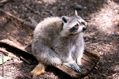Cute Raccoon © Rita Petcu