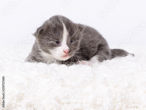 Babykatze Kitten wenige Tage alt reinrassige Norwegische Waldkatze photo