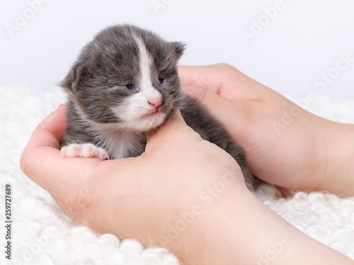 Babykatze Kitten wenige Tage alt reinrassige Norwegische Waldkatze photo