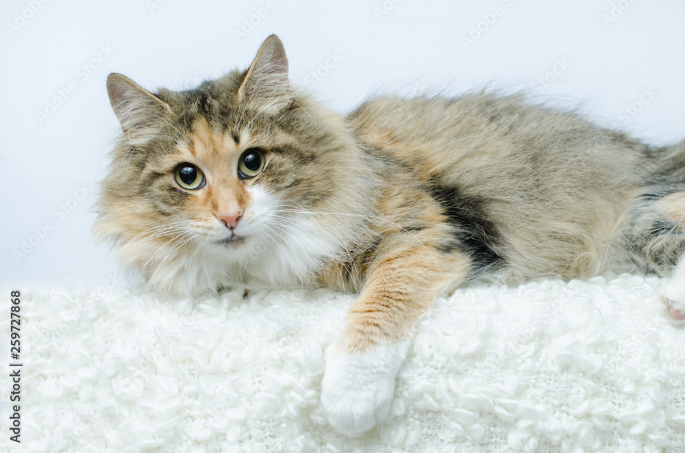 Norwegische Waldkatze reinrassig Norwegische Waldkatze reinrassig