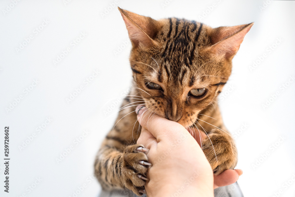 Beautiful short hair cat bengal biting hand