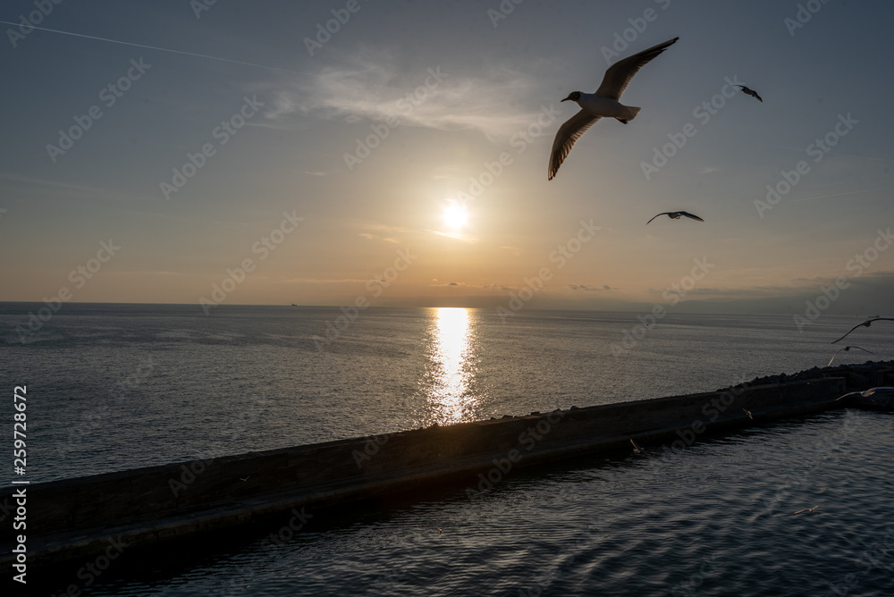 seagulls flying in the Mediterranean sea with background of sky and clouds