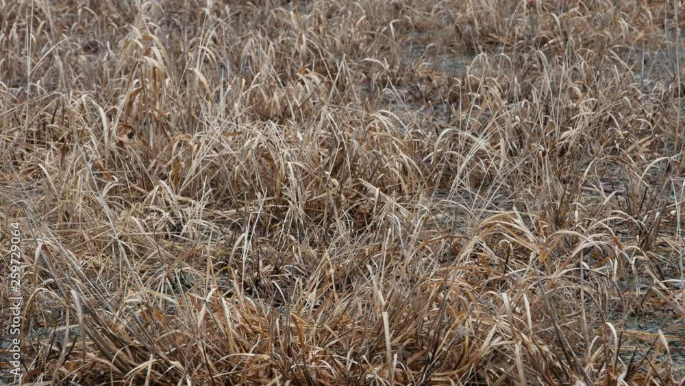 dry grass dry grass