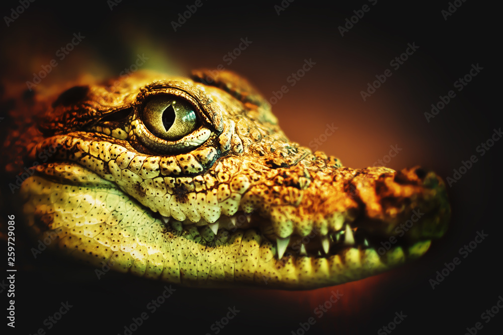 Fototapeta premium Eye of a crocodile