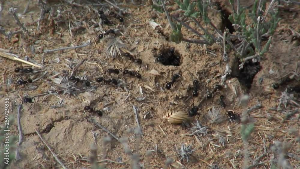 Western Kazakhstan. Ustyurt Plateau. A colony of ants. Western Kazakhstan. Ustyurt Plateau. A colony of ants.