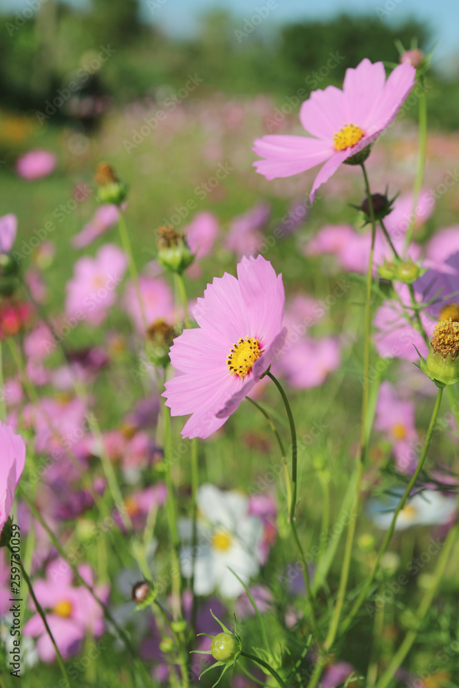 Cosmos flowers blooming in the garden Cosmos flowers blooming in the garden