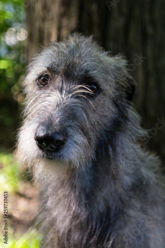Vertical closeup of beautiful grey Irish Wolfhound sitting in garden looking up with friendly expression