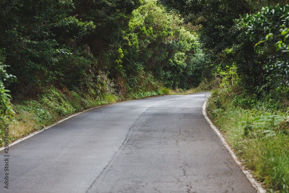 Obraz premium forest road in Anaga rural park, Tenerife