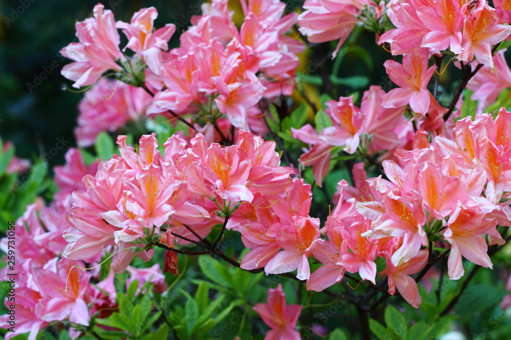 pink rhododendrons pink rhododendrons