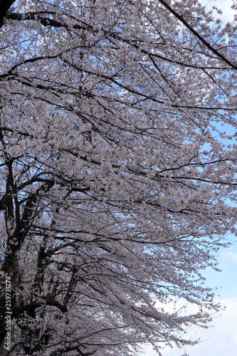 日本 与野公園の桜