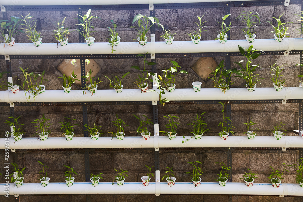 Potted seedlings on shelves. Potted seedlings on shelves.