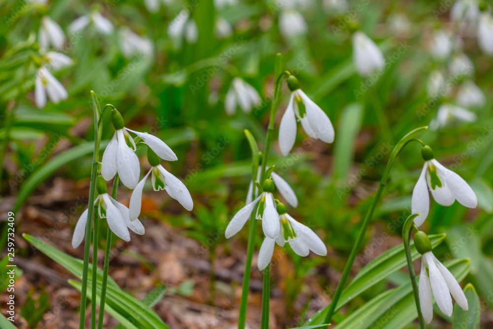 field of white snowdrop in a forest field of white snowdrop in a forest