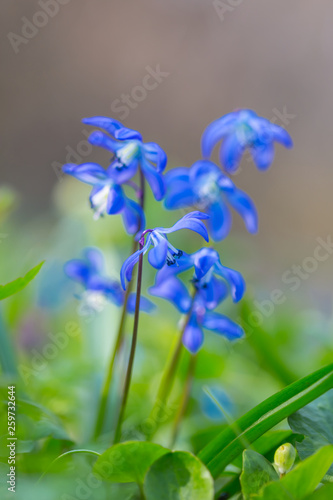 closeup beautiful blue spring snowdrop flowers on a forest glade