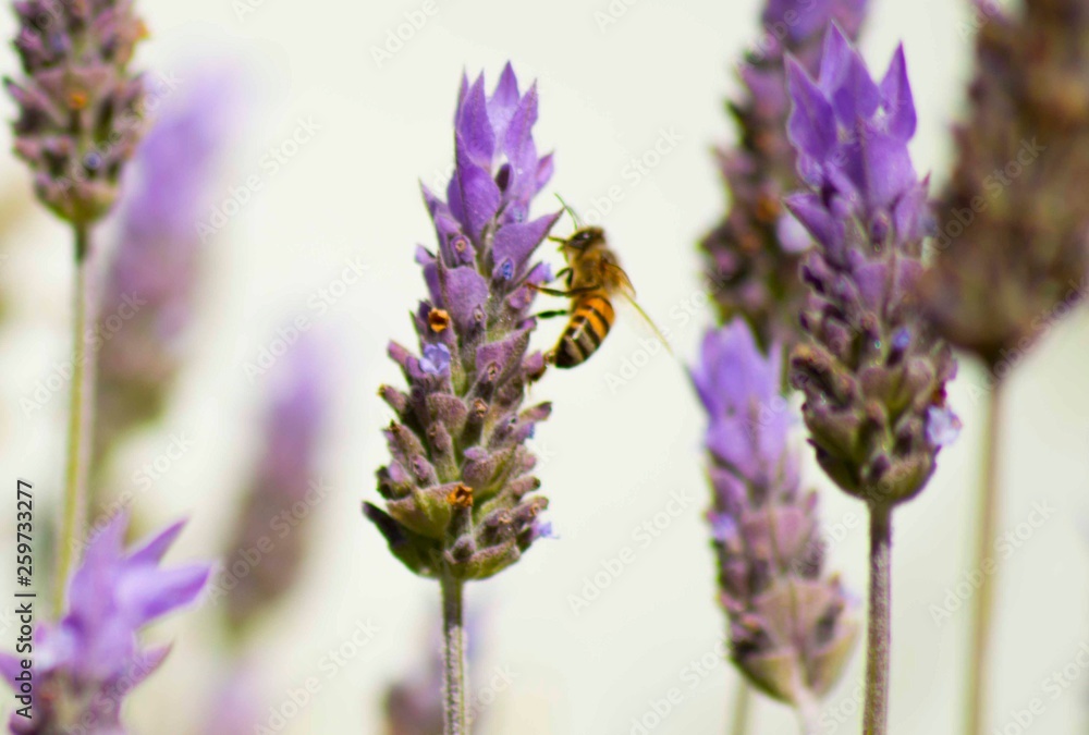 Fototapeta premium Lavanda com abelha