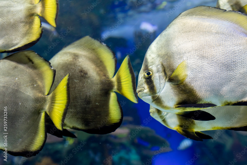 Fototapeta premium The Batfish at the Aquarium. It is considered invasive and aggressive fish